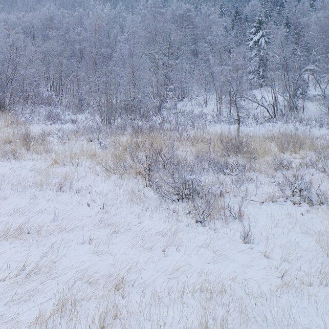 Elg møter kong vinter, fotokunst veggbilde / plakat av Terje Kolaas