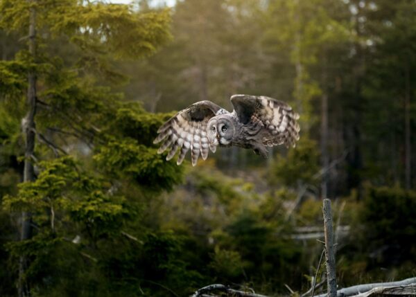 Ugle, fugl, skog, fotokunst veggbilde / plakat av Tom Erik Smedal
