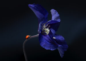 Makrobilde av en humle på blomst, fotokunst veggbilde / plakat av Tor Arne Hotvedt