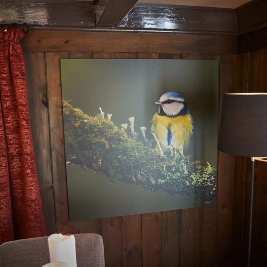 En blåmeis sitter på en grønn, mosegrodd kvist, fotokunst veggbilde / plakat av Terje Kolaas