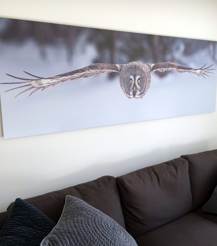 Lappugla er karakteristisk med sine store briller, fotokunst veggbilde / plakat av Kjell Erik Moseid