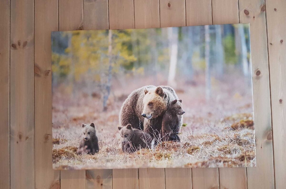 Bjørnebinna passer godt på de tre små ungene sine, fotokunst veggbilde / plakat av Kjell Erik Moseid