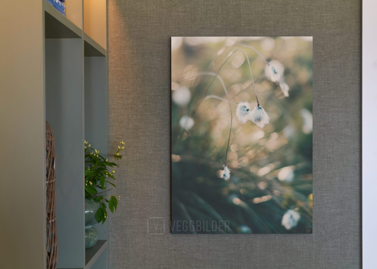 Bomullsblomster som svaier i solskinn, fotokunst veggbilde / plakat av Tor Arne Hotvedt