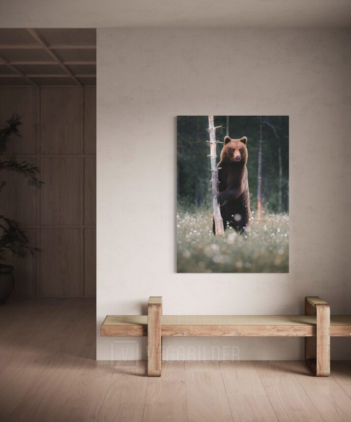 Brunbjørn i myrull, fotokunst veggbilde / plakat av Lina Kayser