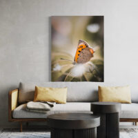 Makrobilde av sommerfuglen Ildgullvinge, fotokunst veggbilde / plakat av Tor Arne Hotvedt
