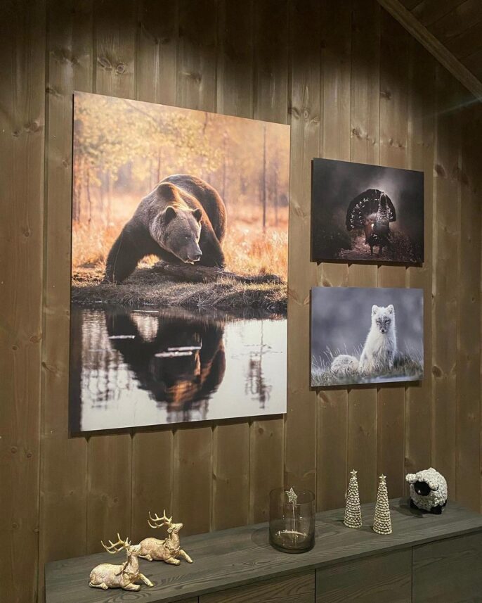 Brunbjørn i vakkert kveldslys, fotokunst veggbilde / plakat av Lina Kayser