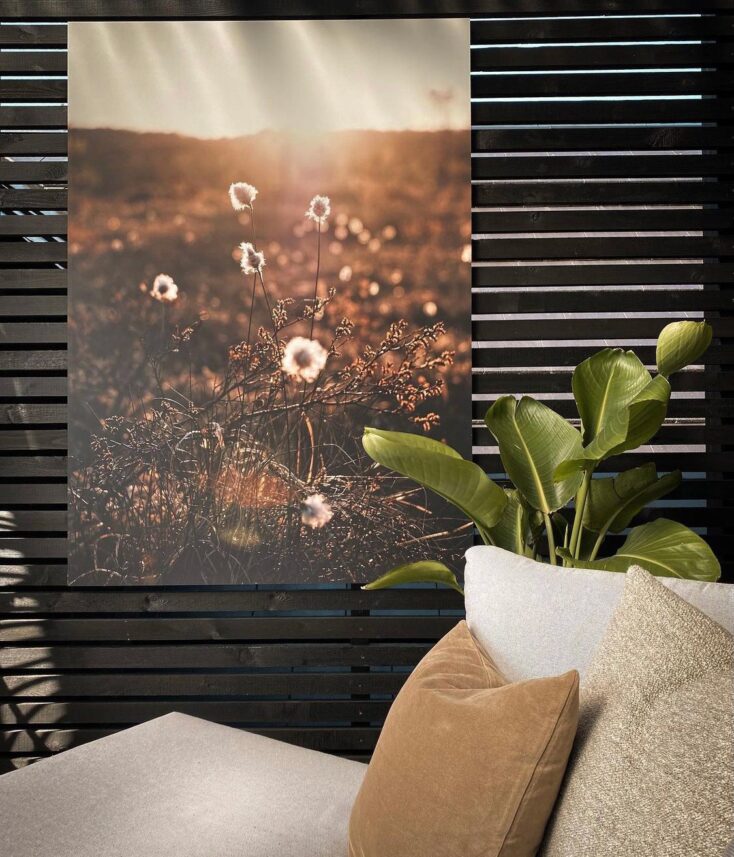 Bomullsblomster i kveldssol, fotokunst veggbilde / plakat av Tor Arne Hotvedt