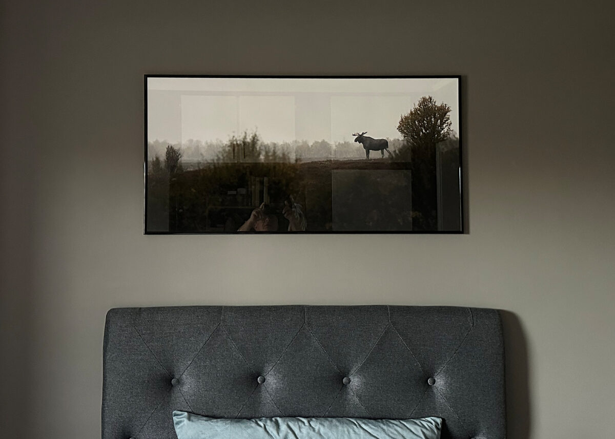 Elg på Fokstumyra, fotokunst veggbilde / plakat av Lina Kayser