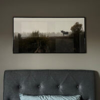Elg på Fokstumyra, fotokunst veggbilde / plakat av Lina Kayser